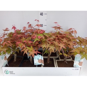 Bonsai   ...