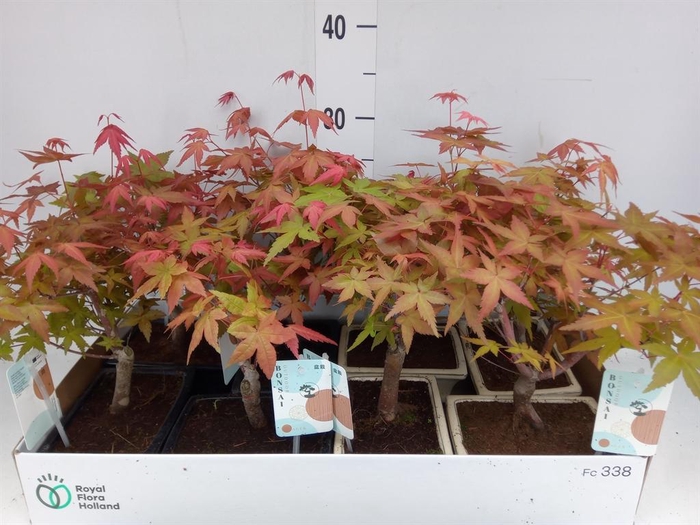 <h4>Bonsai   ...</h4>