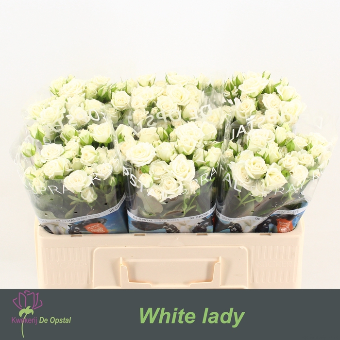 <h4>R Tr White Lady Opstal</h4>