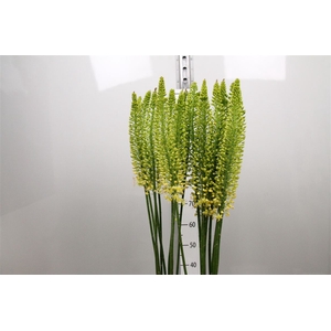 Eremurus Yellow Rebe