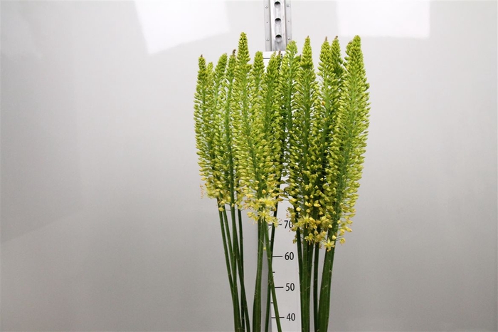 <h4>Eremurus Yellow Rebe</h4>