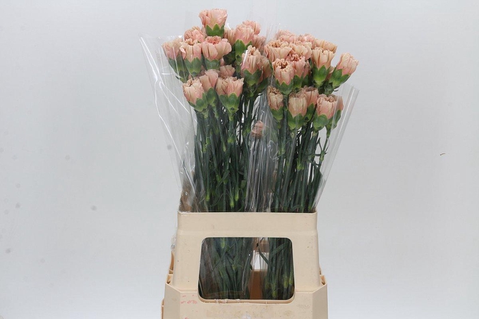 <h4>Dianthus St Honey</h4>