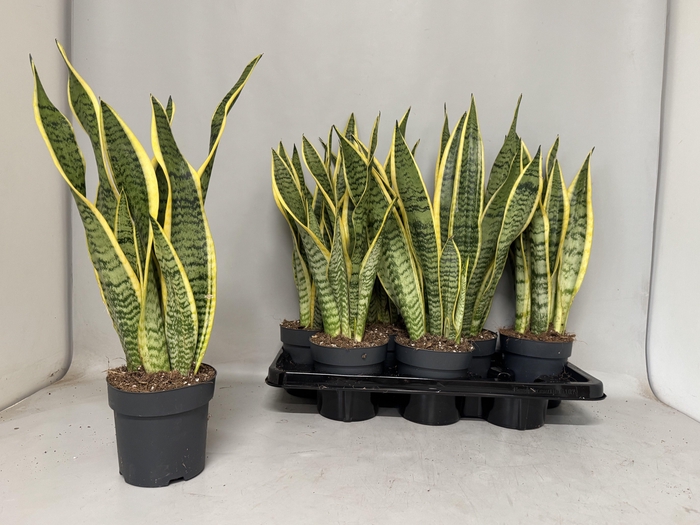 <h4>SANSEV LAURENTII</h4>