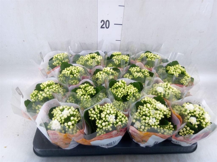 <h4>Kalanchoe blos. 'RosDon Dione'</h4>