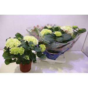 arr8 Hydr M Hi White Sun