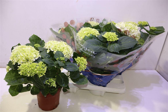 <h4>arr8 Hydr M Hi White Sun</h4>