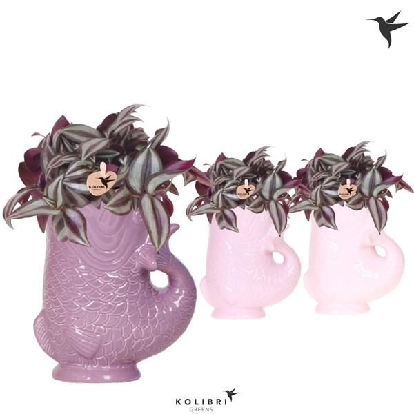 <h4>Tradescantia zebrina 'Violet Hill'</h4>