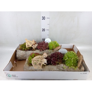 Arr.  Sempervivum L%