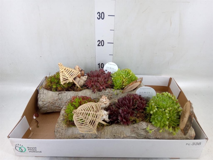 <h4>Arr.  Sempervivum L%</h4>