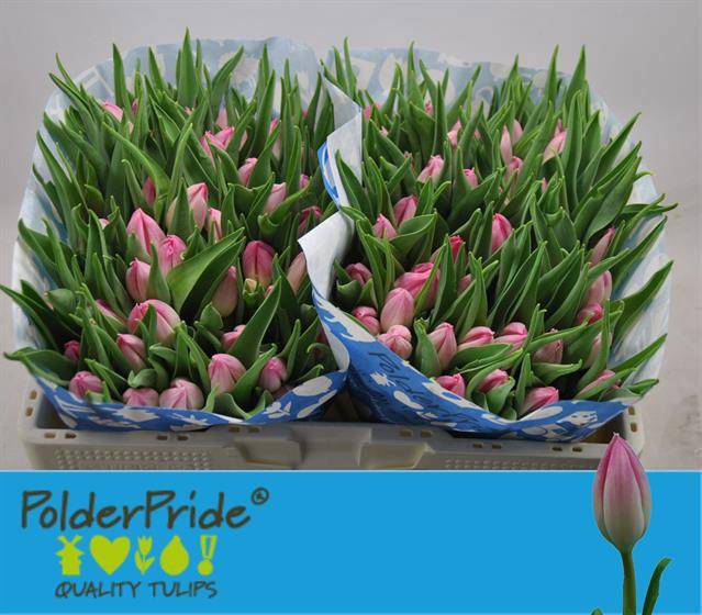 <h4>TU EN BOLROYAL PINK</h4>