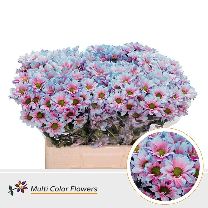<h4>CHRYSANTHEMUM TR DYED KENNEDY 'MERMAID'</h4>