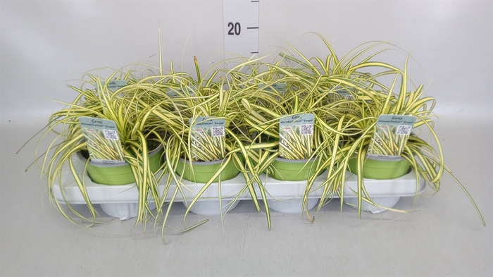 <h4>Carex hachijoensis 'Evergold'</h4>