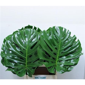 Monstera Blad 45cm Oe