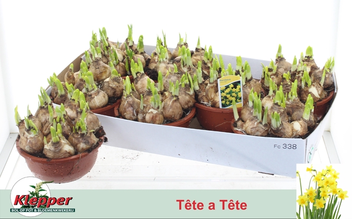 <h4>NARC O TETE A TETE</h4>