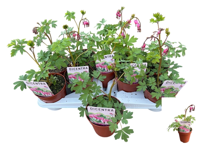 <h4>DICE SPECTABILIS</h4>