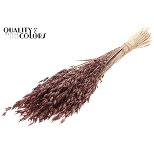 Avena Premium per bunch Brown