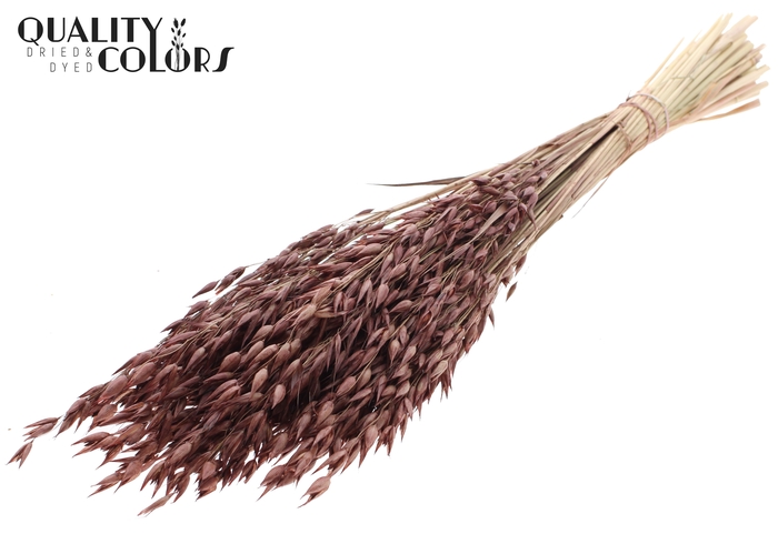 Avena Premium per bunch Brown