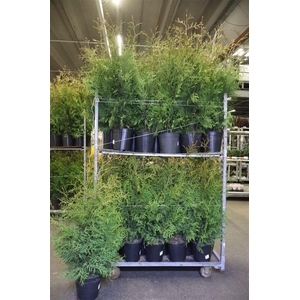 arr8 Thuja O Brabant
