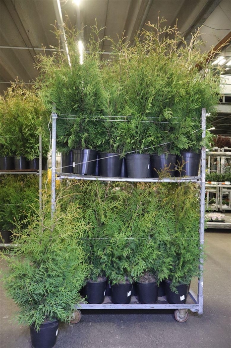 <h4>arr8 Thuja O Brabant</h4>