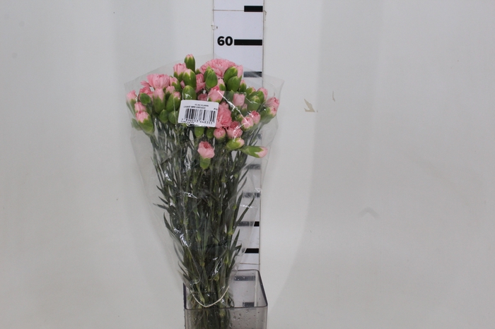 CRAVO SPRAY 060 CM ROSA
