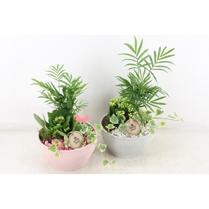 Arr2 Pl - Ker. Lazaro Schaal X3 - Roze/wit