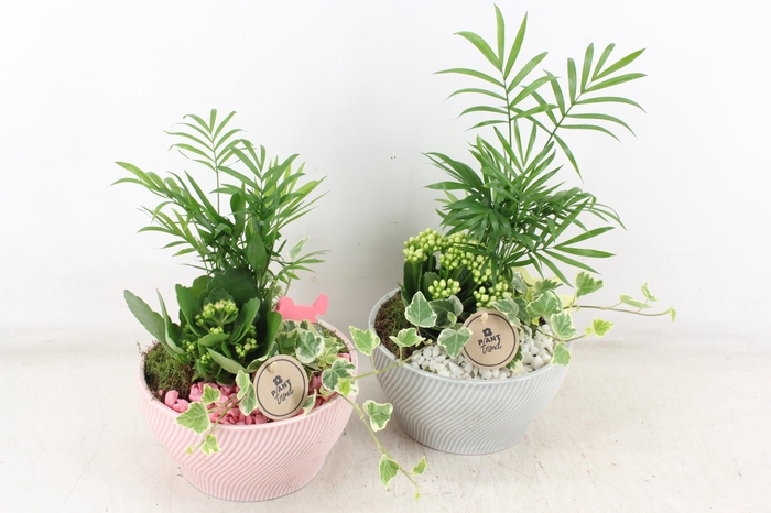 Arr2 Pl - Ker. Lazaro Schaal X3 - Roze/wit