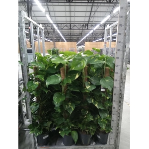 Epipremnum pinn.   ...moss stick