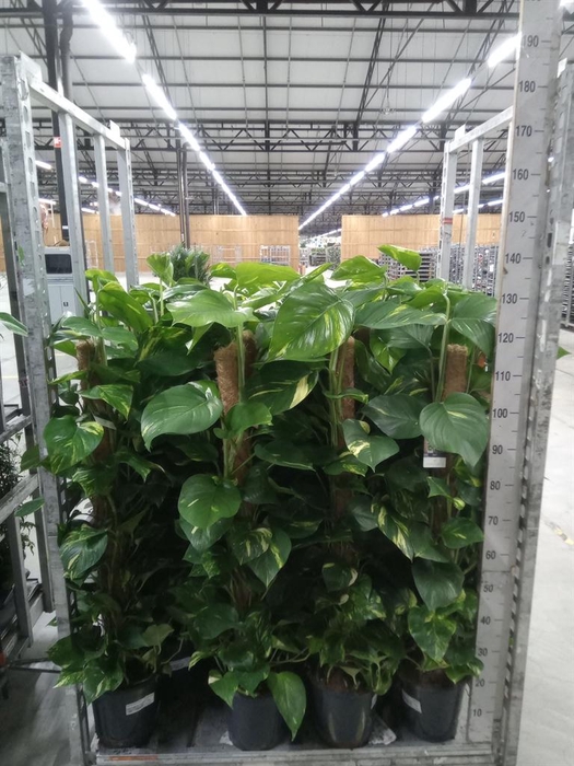 <h4>Epipremnum pinn.   ...moss stick</h4>