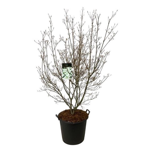 <h4>Cornus kousa 'Milky Way'</h4>