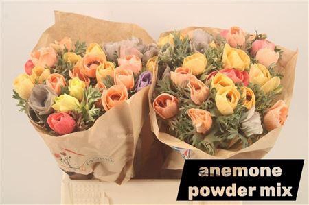 Anemone Powder Mix