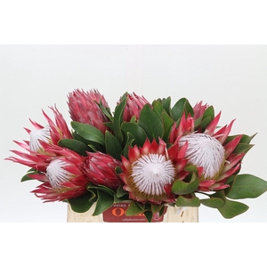 Protea Cynaroides Madiba
