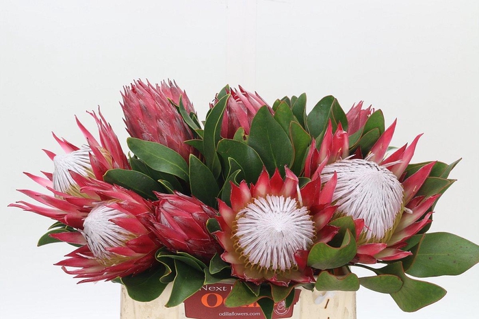 <h4>Protea Cynaroides Madiba</h4>