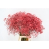 GYPS KLB DISCOVERY CORAL