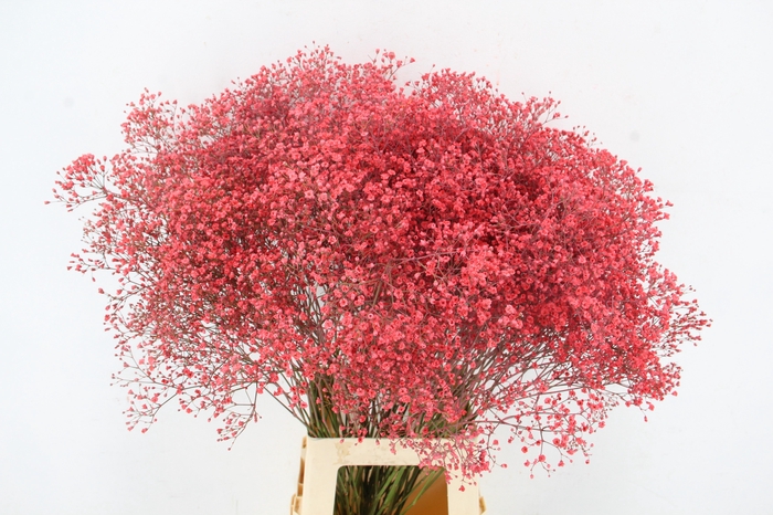 GYPS KLB DISCOVERY CORAL
