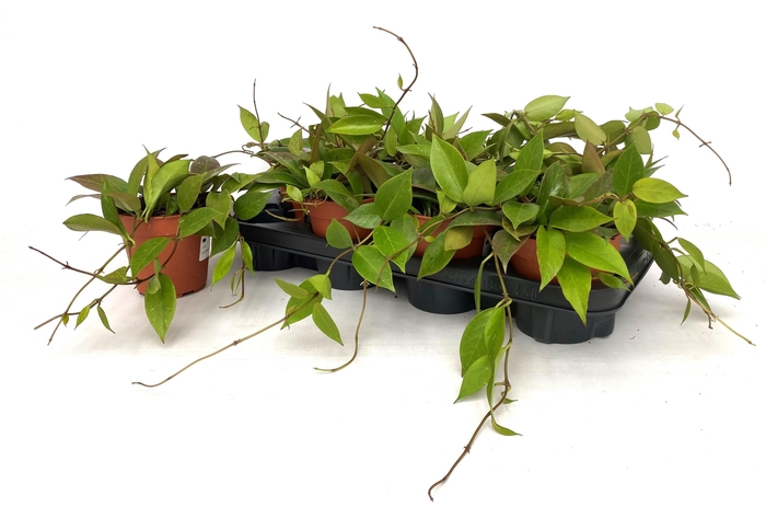 <h4>HOYA SUNRISE</h4>