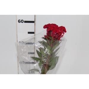 CELOSIA RED CHIEF 060 CM VERMELHO