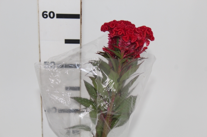 <h4>CELOSIA RED CHIEF 060 CM VERMELHO</h4>