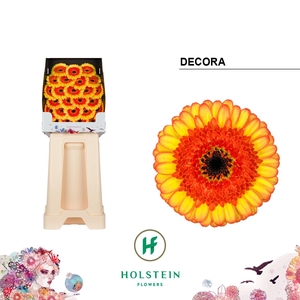 Ge Mi Decora