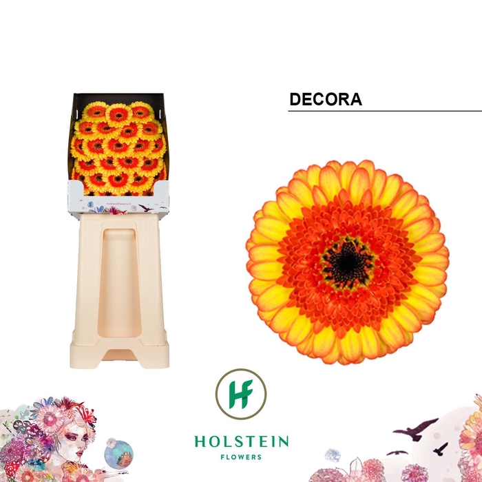 <h4>Ge Mi Decora</h4>