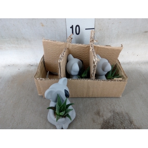 Arr.  Succulents L%