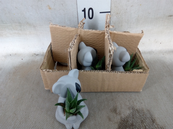 <h4>Arr.  Succulents L%</h4>