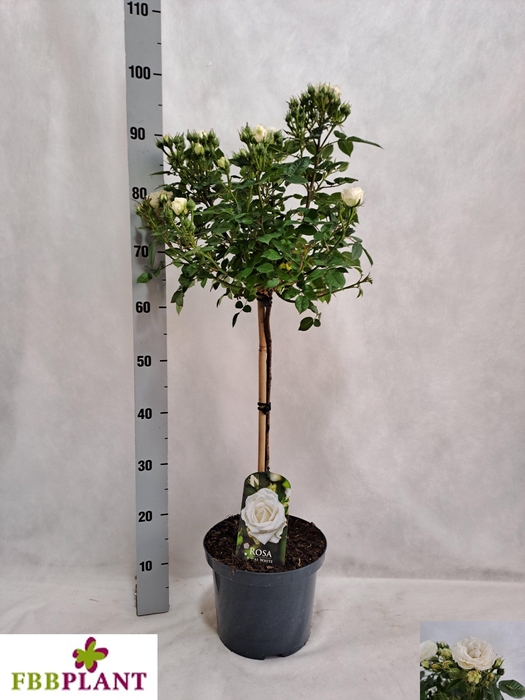 <h4>ROSA ST OV</h4>