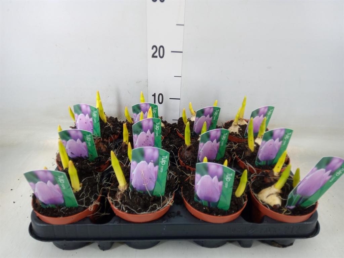 <h4>Tulipa   ...</h4>