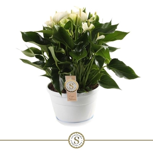 Anthurium Andreanum Schaal Napoli, White Champion