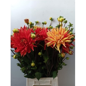 Dahlia Vulcan