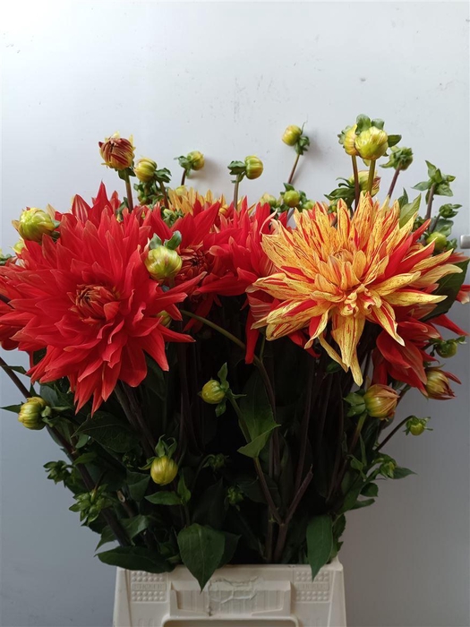 <h4>Dahlia Vulcan</h4>