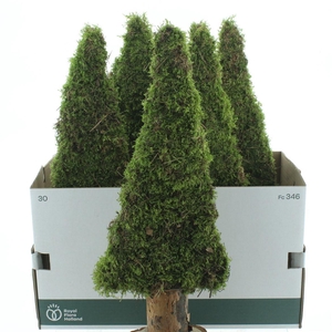 Pres Moss Tree Flat 60cm