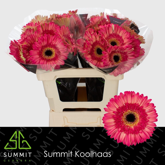 <h4>GE GR HIPPIE CHIC</h4>