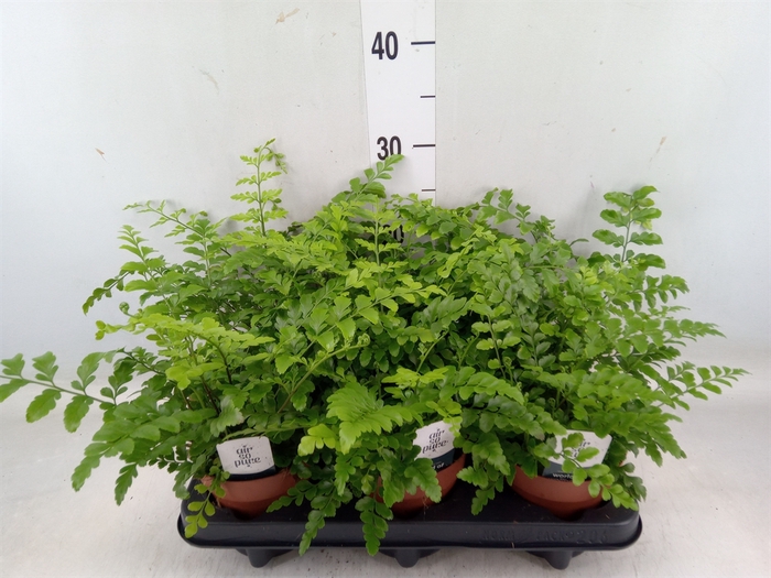 <h4>Asplenium parvati</h4>