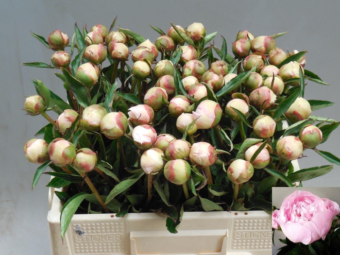 <h4>PAEO L ALERTIE</h4>